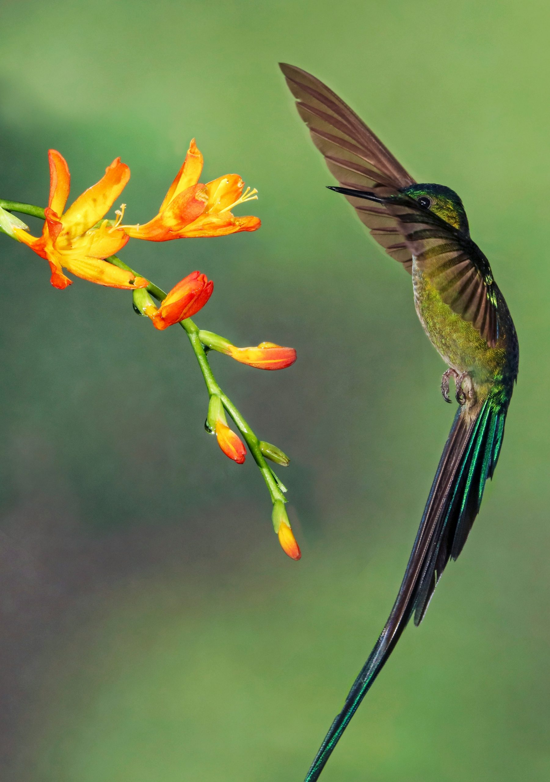 colibri qui va se poser sur une fleur jaune