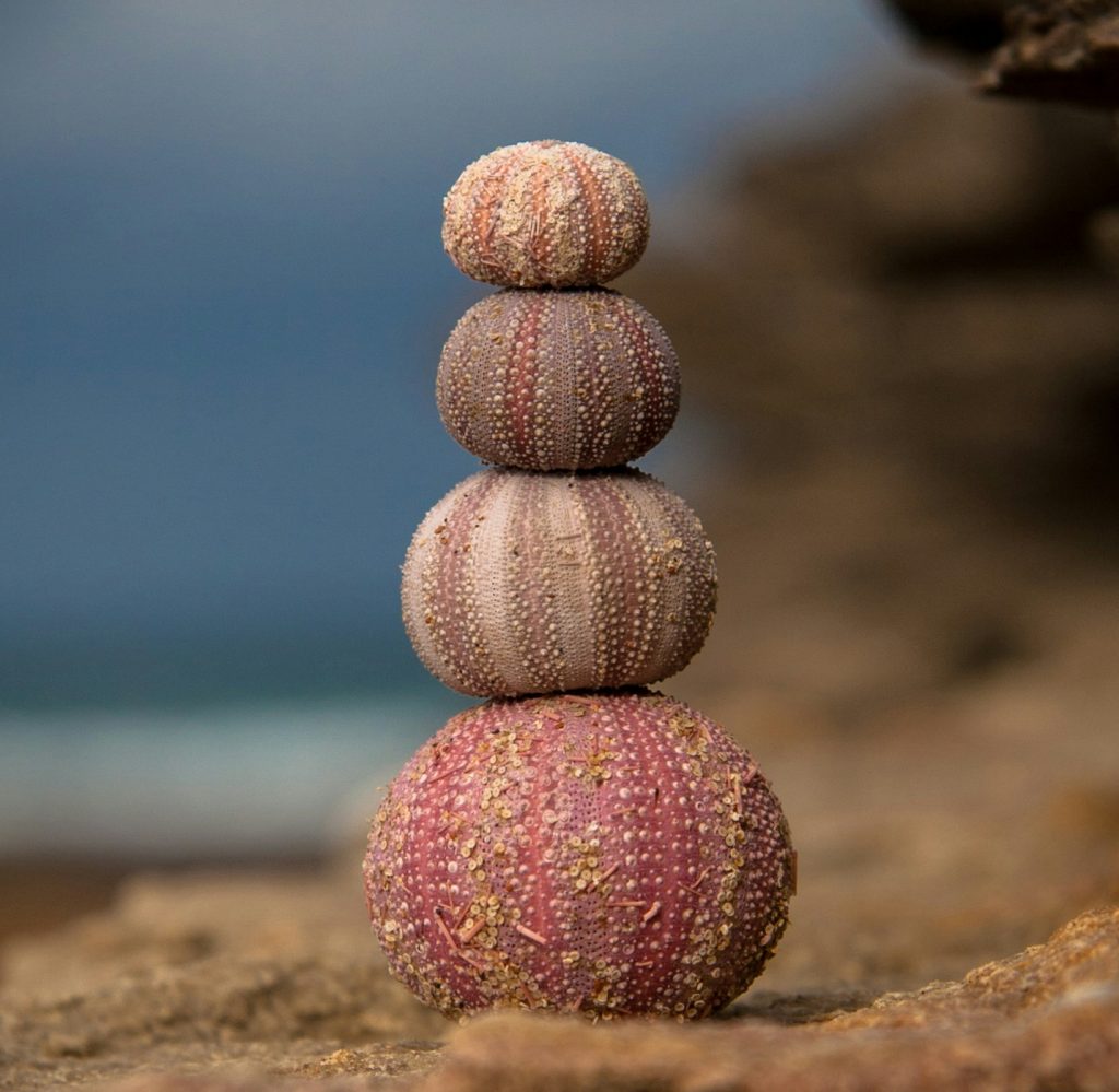 Tour de quatre cactus roses