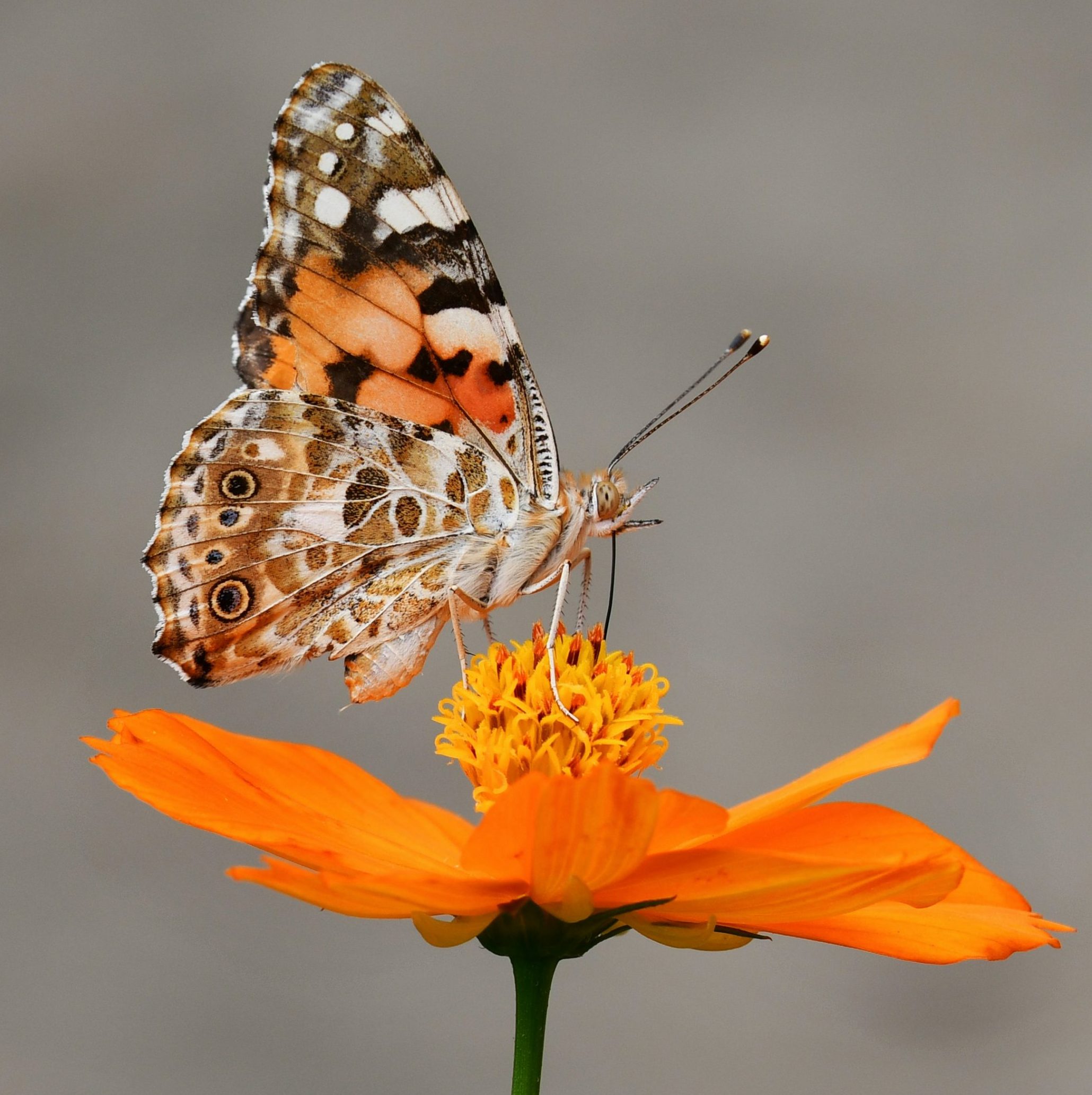 Papillon orange posé sur une fleur orange